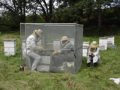 USDA-ARS Honey Bee Breeding Genetics and Physiology Research Unit