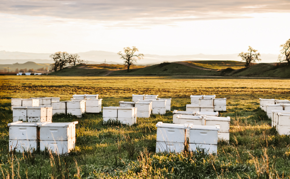 Colorado beehives in holding yard