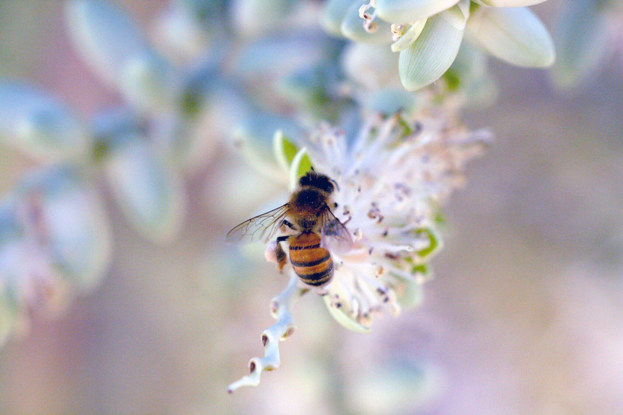 honeybee pesticides