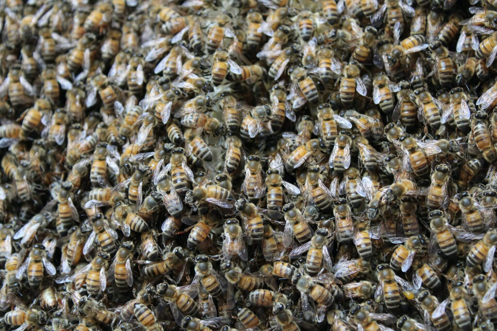 honeybees national resources